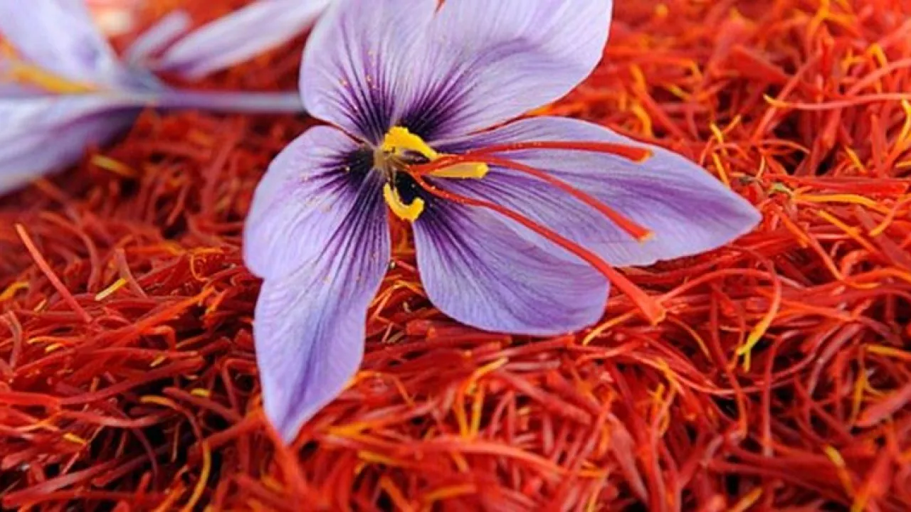 Kashmir-Saffron