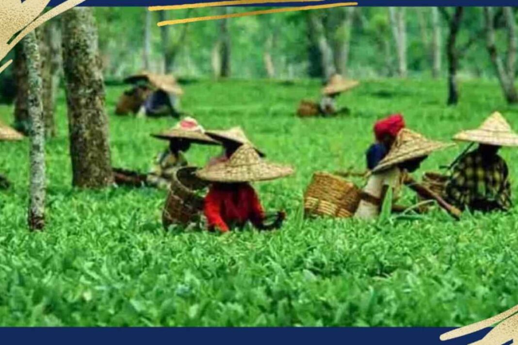 नानकार किरान: दक्षिणी असम की बराक घाटी का हाशिए पर रहने वाला मुस्लिम समुदाय