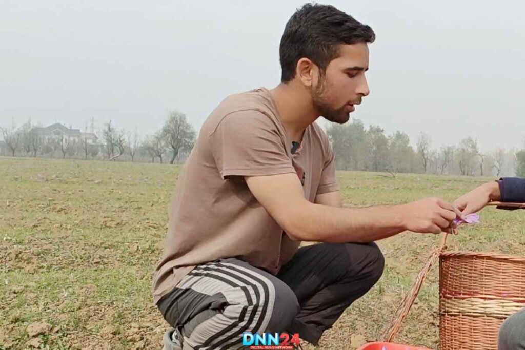 भट्ट अफताब - कश्मीरी केसर