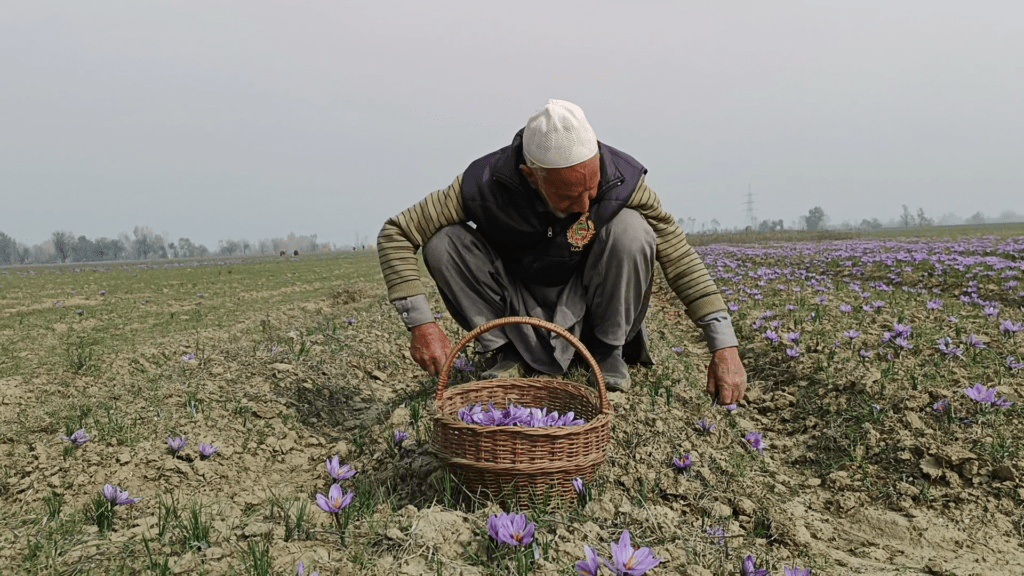 कश्मीरी केसर
