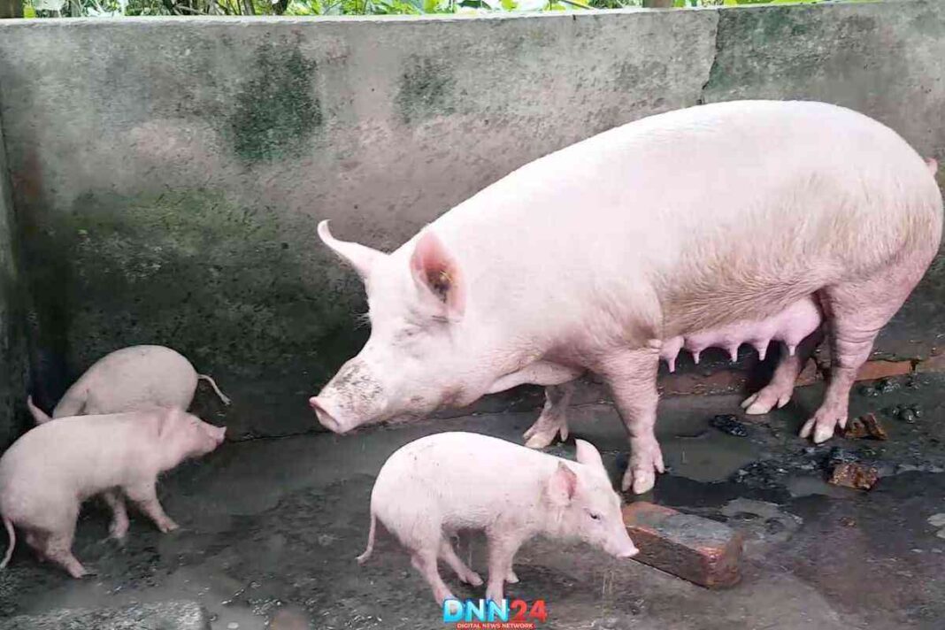 सुअर पालन से 18 वर्षीय नम्रता कमा रही हैं लाखों का मुनाफा