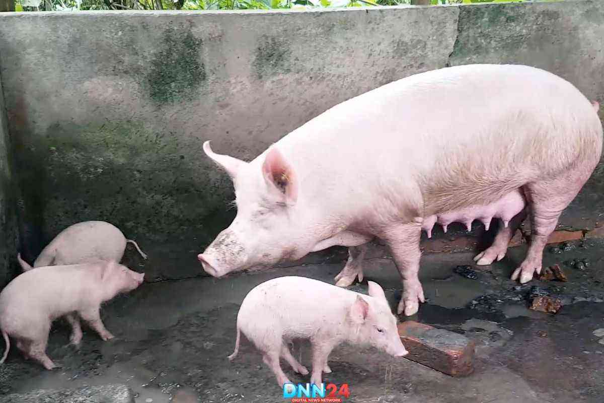 सुअर पालन से 18 वर्षीय नम्रता कमा रही है लाखों रूपये