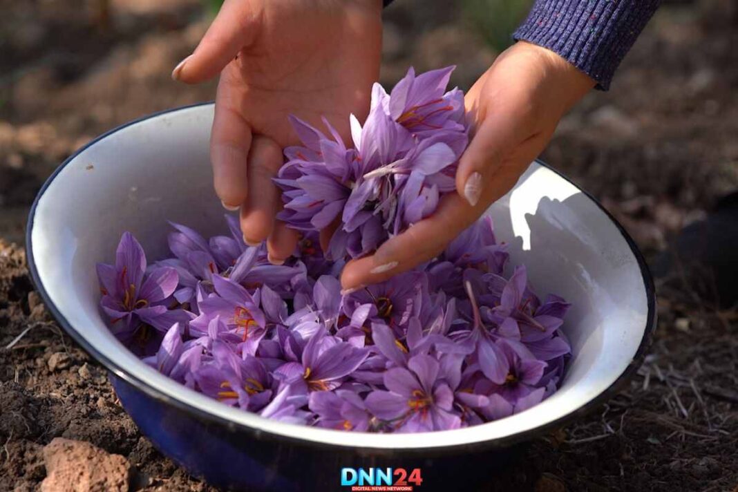 कश्मीरी केसर