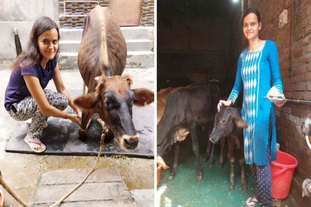 मुजफ्फरनगर की जैस्मिन मलिक बनी बेसहारा गायों की सहारा