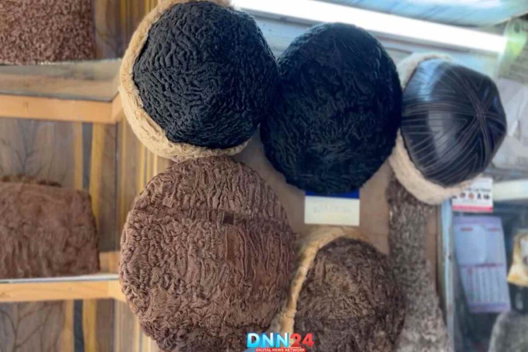 इस भेड़ की खाल से बनती है ‘कराकुल टोपी’