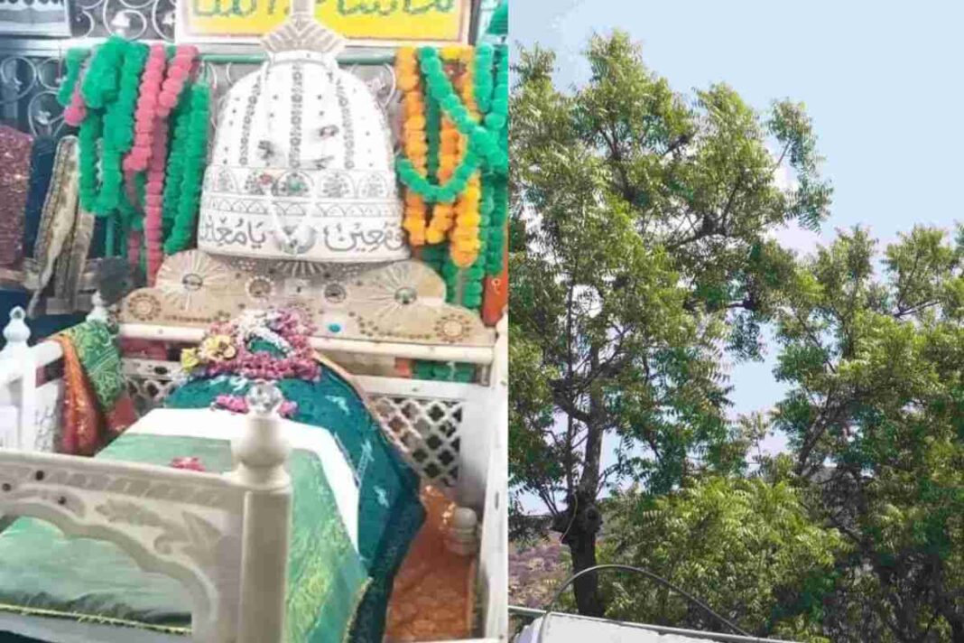 अजमेर में ऐसी दरगाह जहां नीम के पेड़ की पत्तियां मीठी भी हैं और कड़वी भी