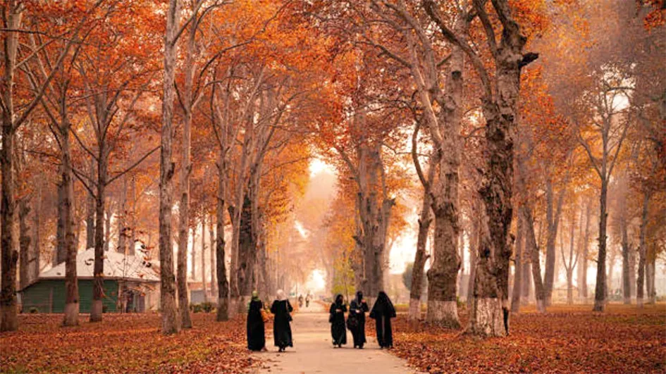 कश्मीर में ख़ूबसूरत हरुद का मौसम, पर्यटकों की पहली पसंद