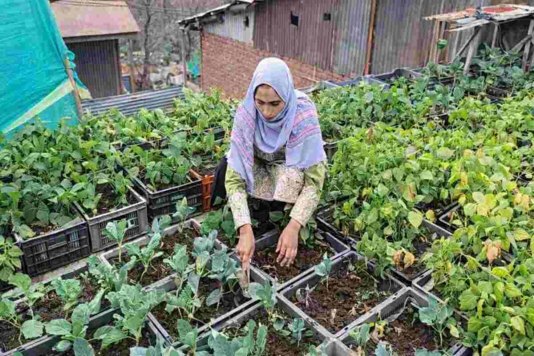 ज़मीन नहीं थी, हौसला था: जम्मू-कश्मीर की Aasiya ने छत को बना दिया खेती का मैदान