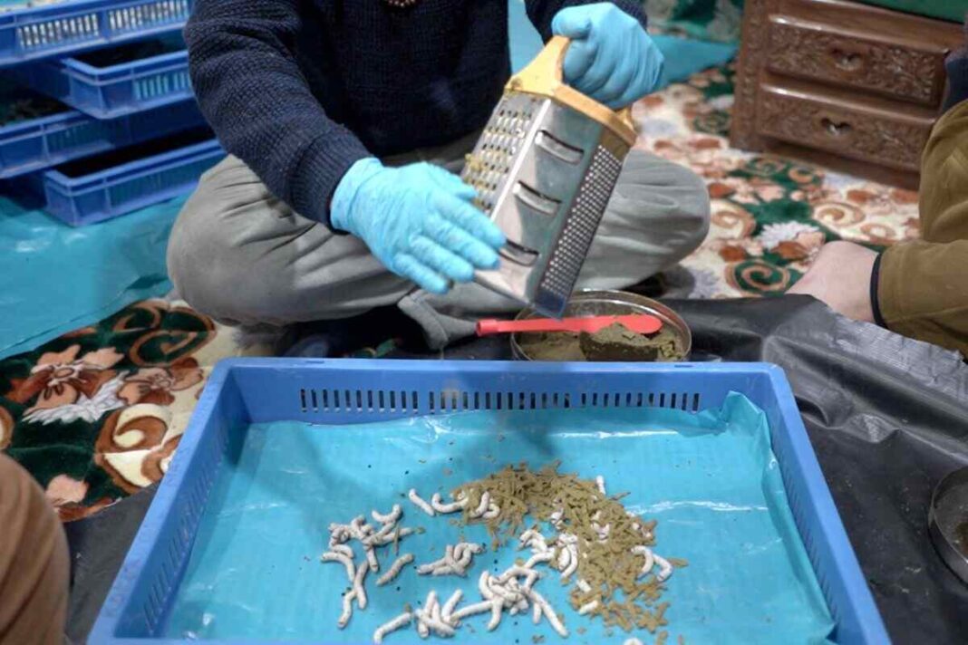 Silkworm Revolution: कश्मीर के साइंटिस्ट डॉ. मलिक ने बदल दी रेशम की तस्वीर